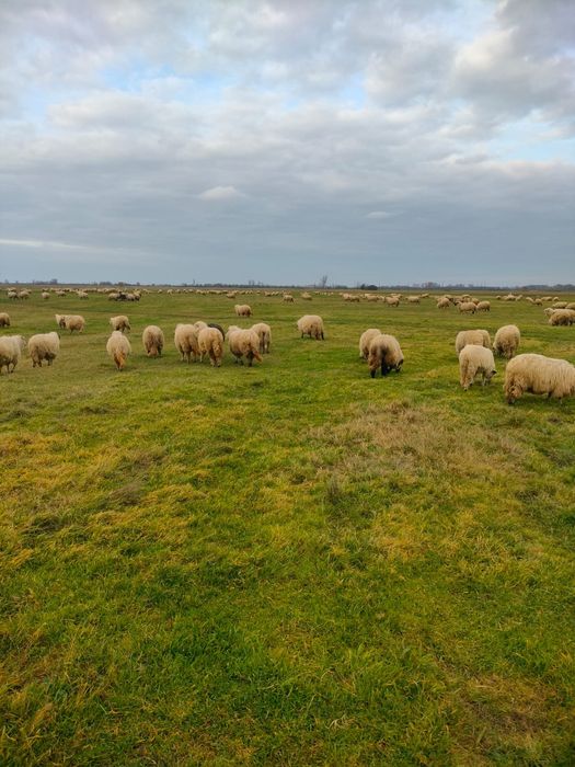 Oi de vânzare la a 3,2,1 fătare