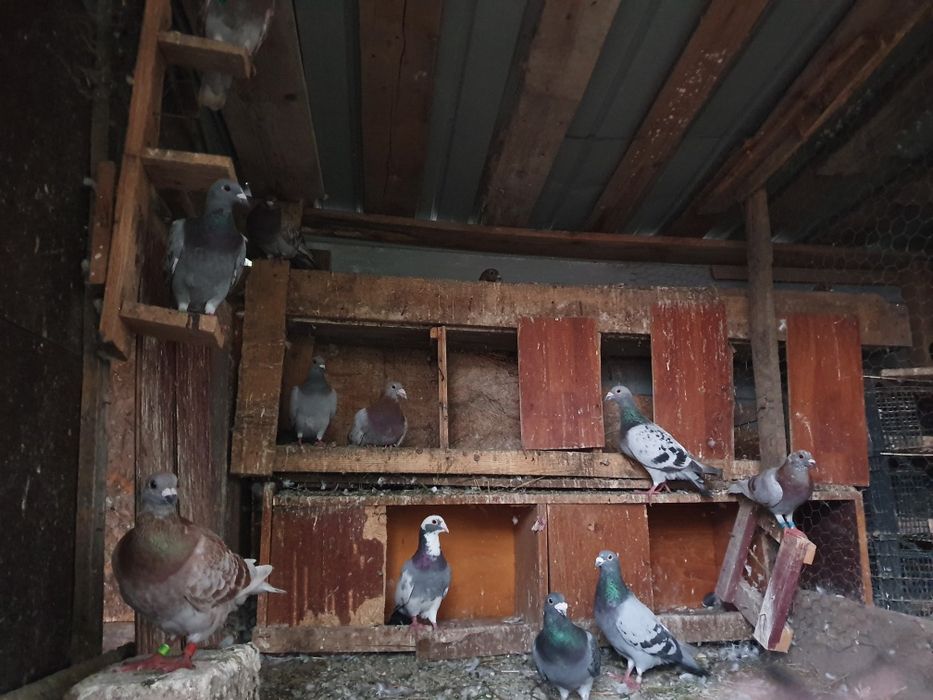 Gascani, gaini, paun, curci