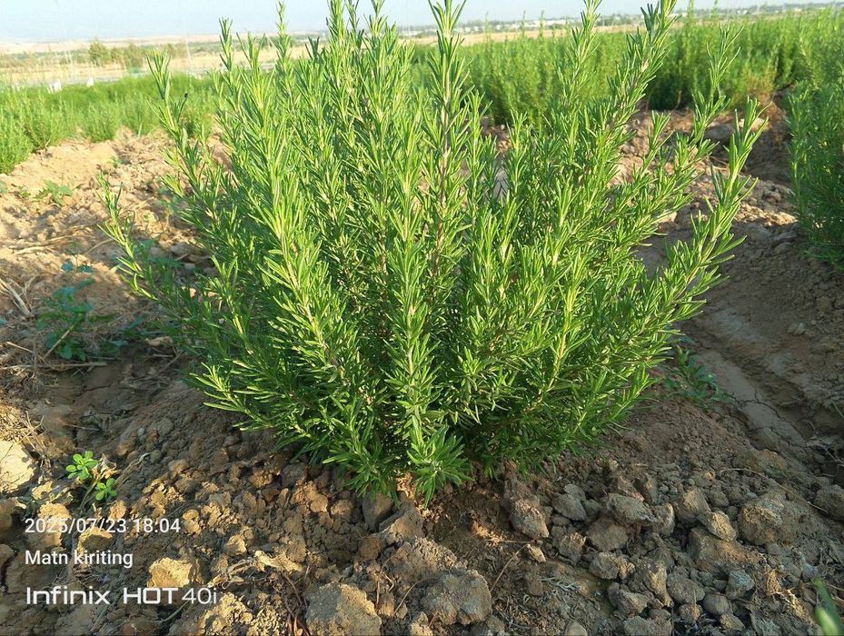 Lavanda razmarin  gullari cheklanmagan miqdorda sotiladi dona optom