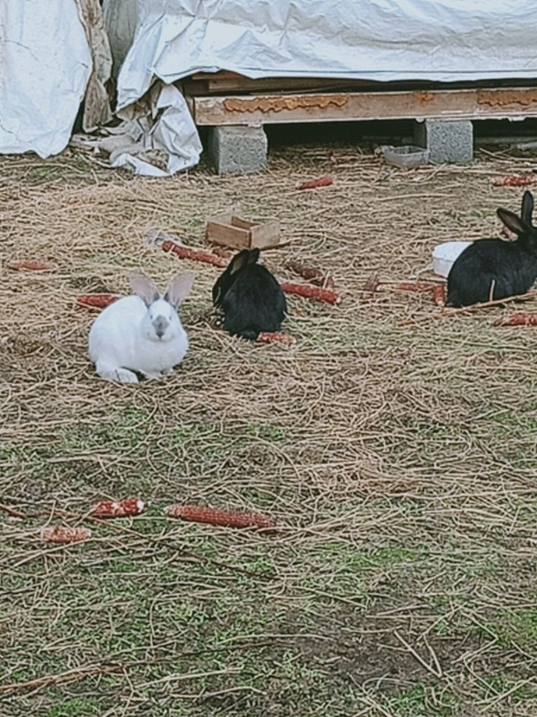 Кролики 3 месяц болше
