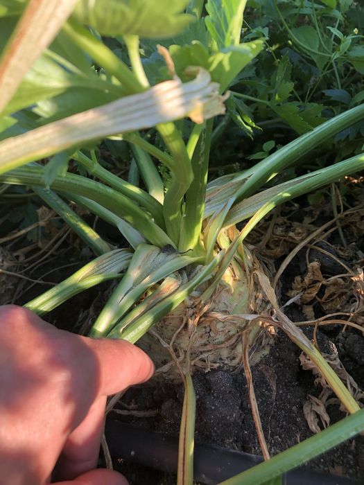 Vand telina Rex F1 hibrid