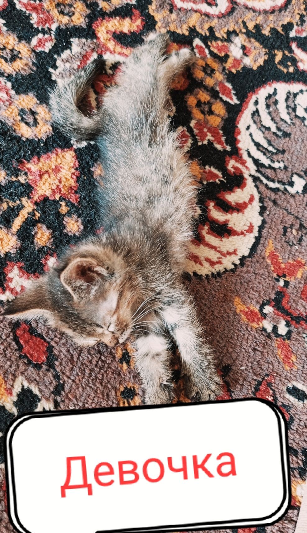 Отдам котят бесплатно