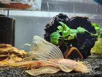Ancistrus voalat, Guppy, Platy