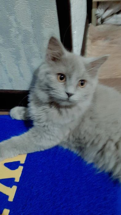 Зотдор киз мушукча сотилоди