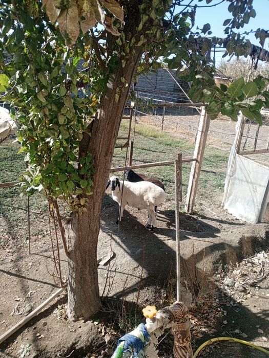 Tel qilaverasila nomerga