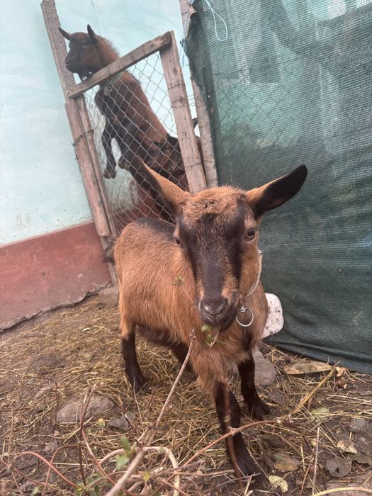 Vand ieduta alpina franceza