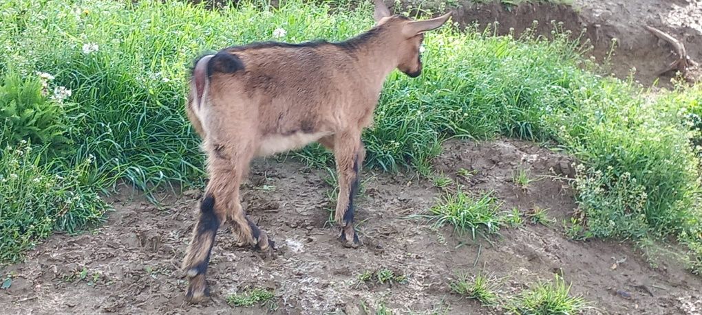 Vând iedițe rasa alpin francez.