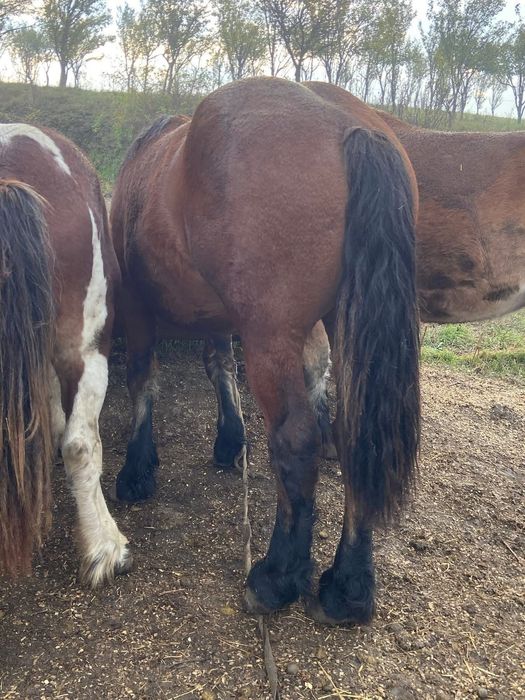 Vand manji pentru tinut sau pentru abator