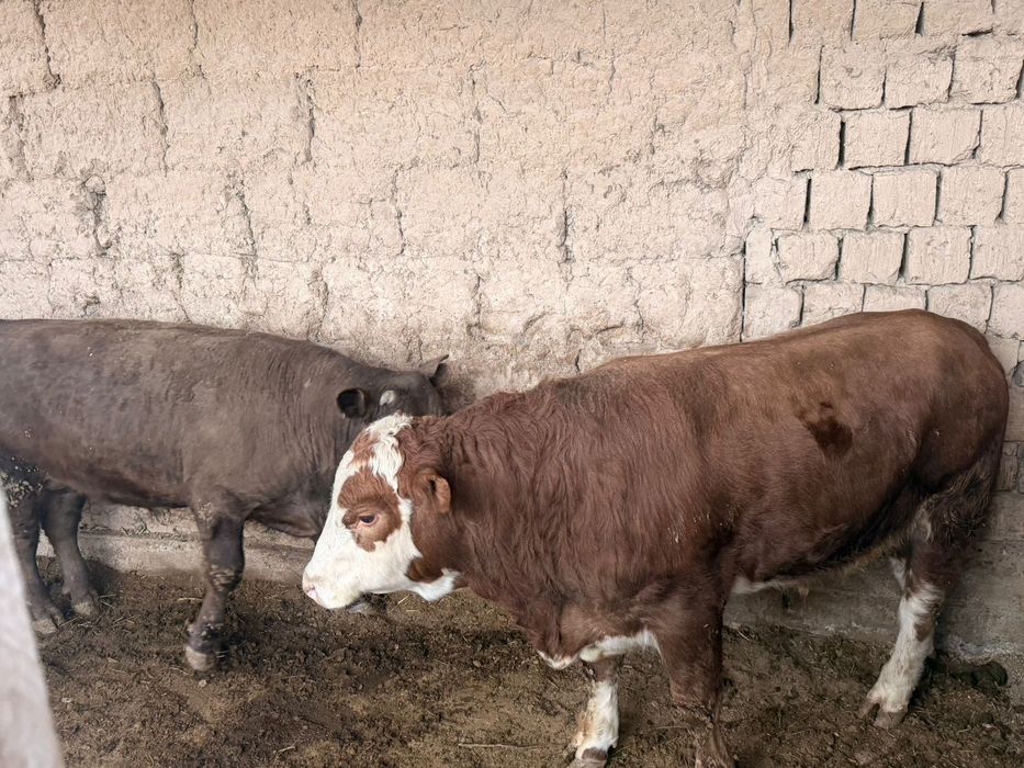 Бука 1.5 шка бар