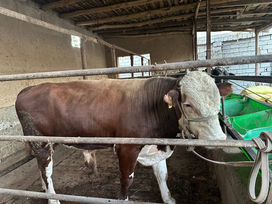 Buqa grinford 1 yosh