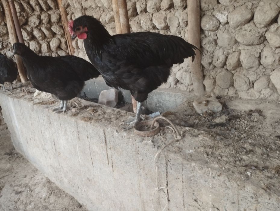 Jersiy gigantlar sotiladi 5 oylik