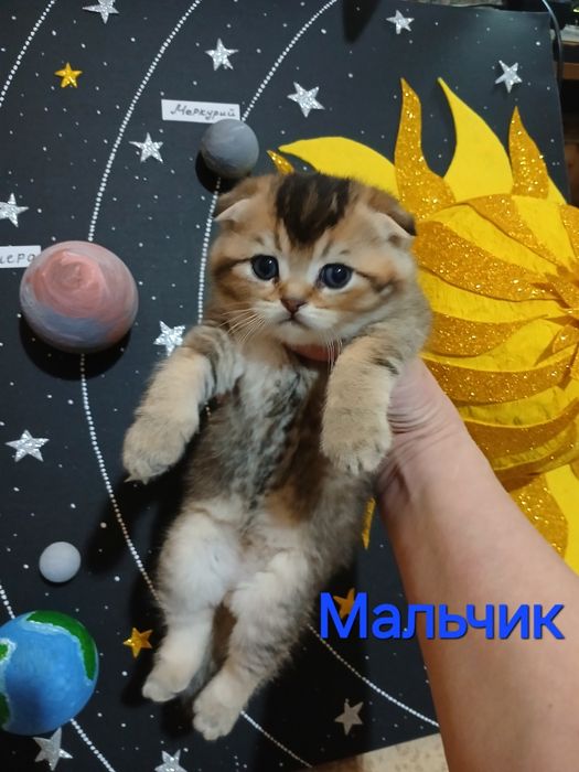 Котята скотиш фолд страйтт