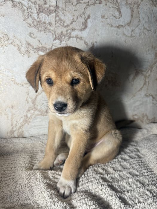 Очаровательные щенки в поисках дома