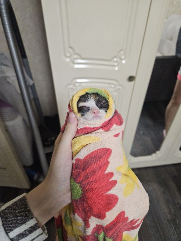 Отдам котенка в добрые руки