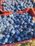 Prune de țuică și pălincă cu livrare la D.M în toată țara