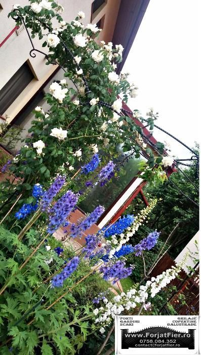 Pergola trandafiri