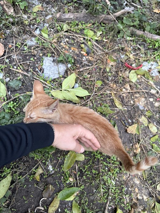 Малко рижаво коте