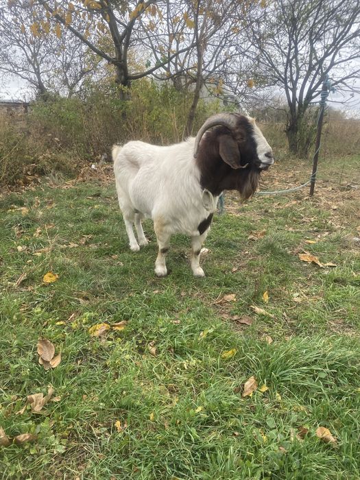 Vand tap boer cu origine import