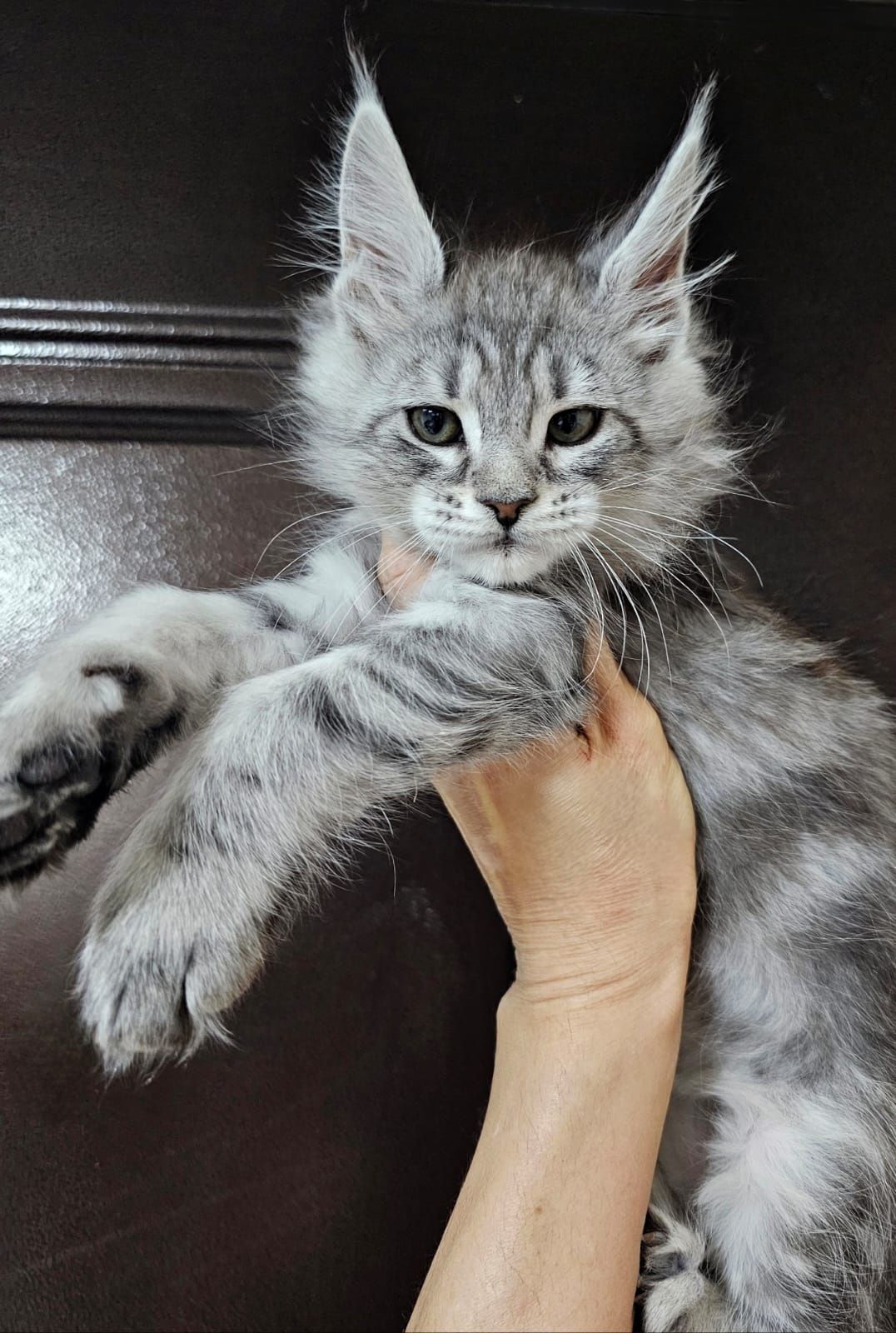 Элитные Котята Мейн-кун в Рассрочку