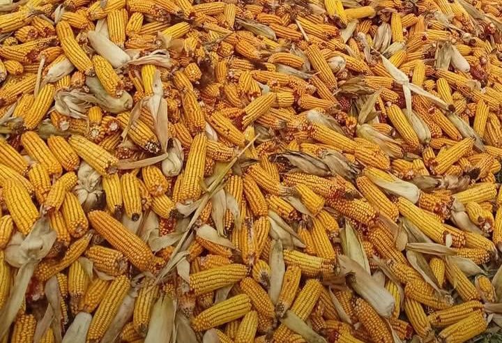 Porumb știulete 2025