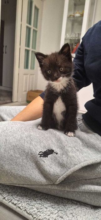 Отдадим котят в хорошие руки