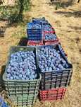 Prune țuica-pălincă diferite soiuri cu livrare la domiciuliu in toat ț