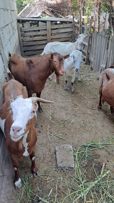 Schimb capre/iede cu oi