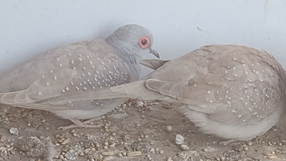 Cocoși,găini , porumbei,fazani.