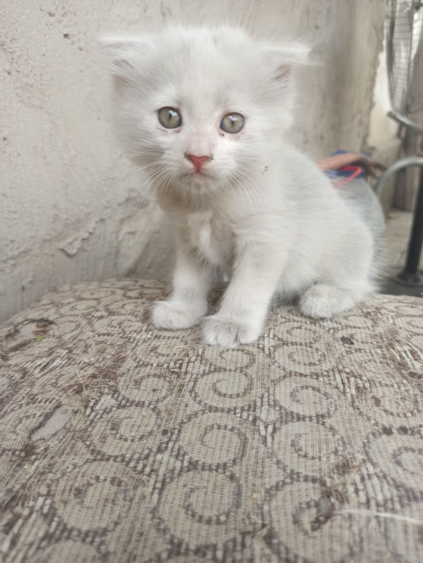 Котята подарю добрым людям. Котята милые умные красивые