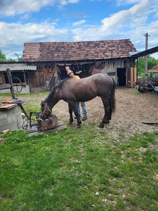 Se vinde armăsar