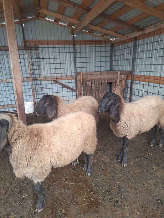 Vand berbecuti crescuti bio