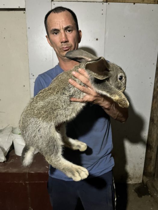 Кролики породы фландер