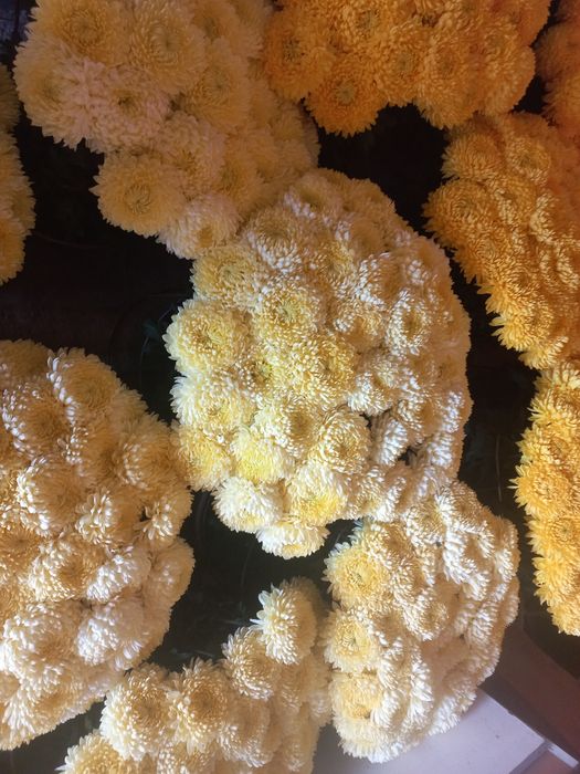 Crizanteme la fir, Bihor