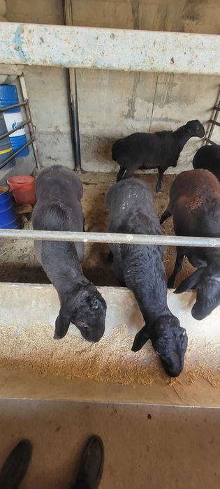 Кучкор сотилади кафтархона срочни