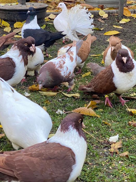 Vand porumbei rasa strasseri si rotati