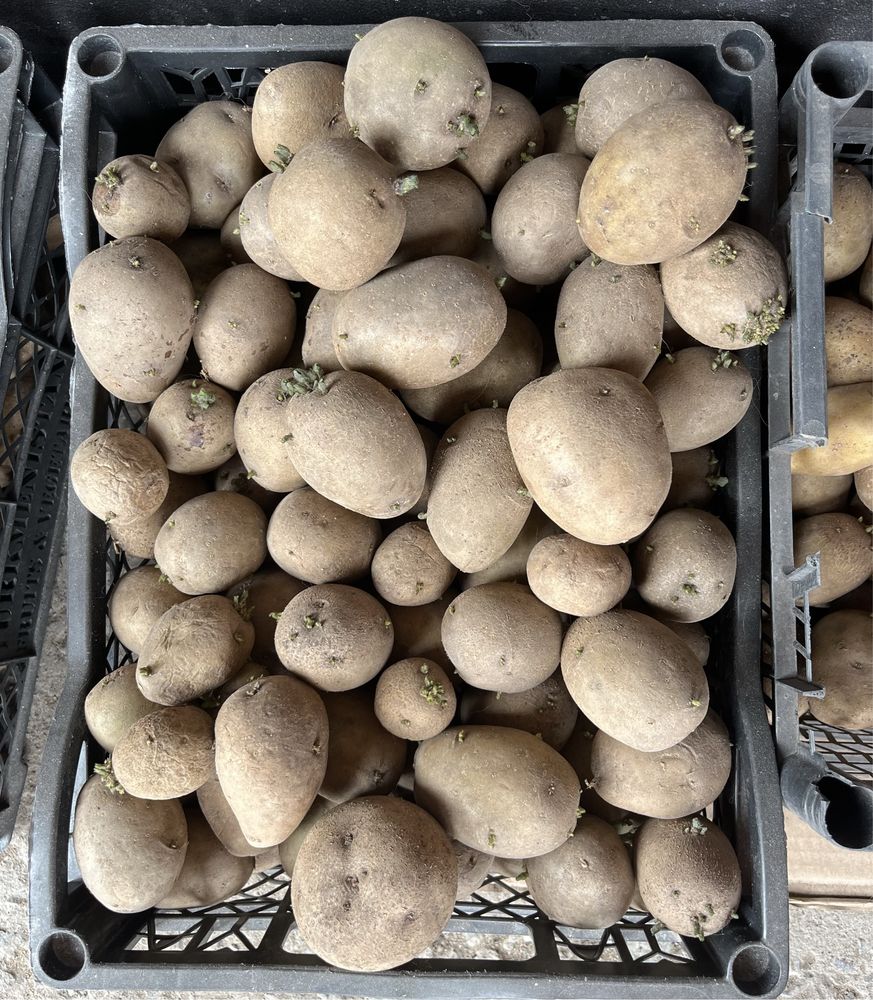 Продам картофель семенной