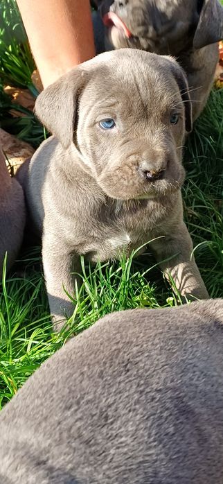 Кане корсо кученца