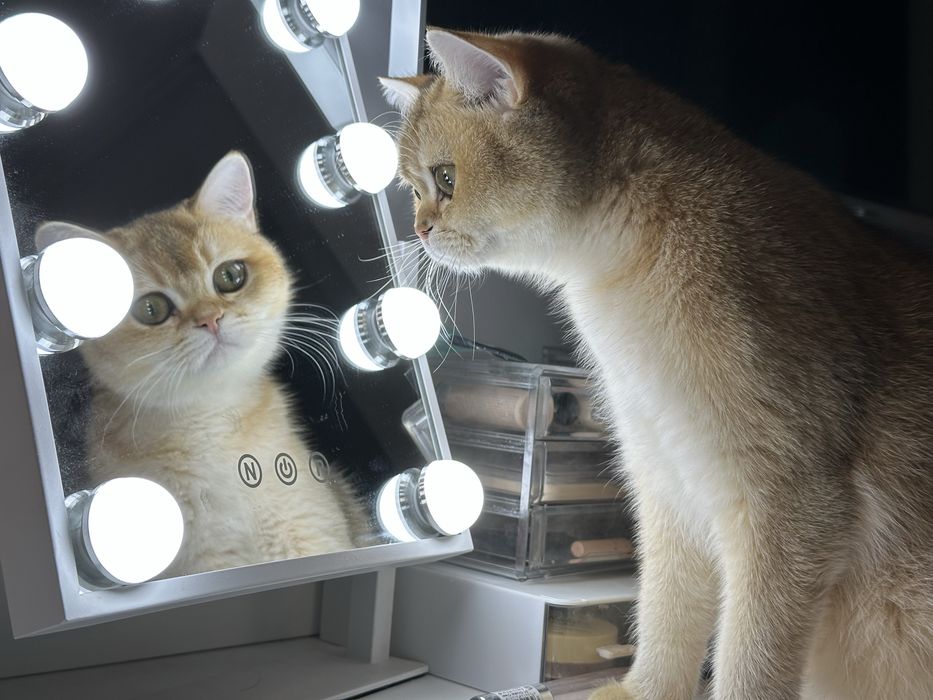 British shorthair golden shaded, FETITA superba !! FELISA AUTORIZATA !