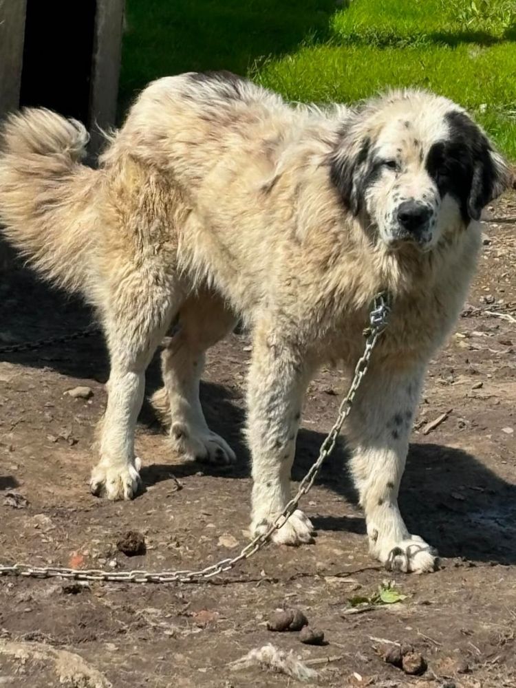 Vând femela ciobănesc de Bucovina 1 an