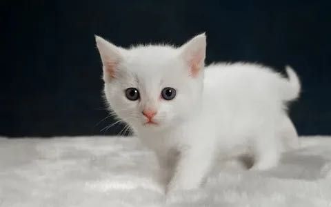 Котята Белоснежки девочки