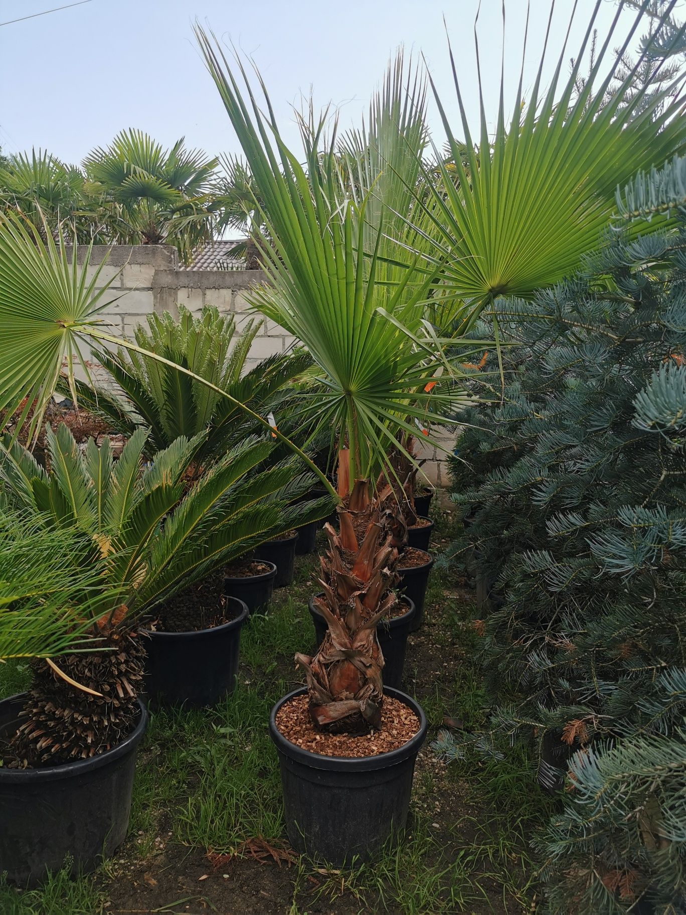 Vând palmier humillis Washingtonia trachicarpus cycas