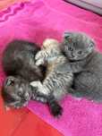 3 puiuți de Scottish fold