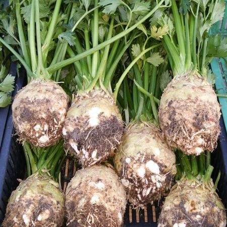 Ceapa pastarnac pătrunjel morcov țelină