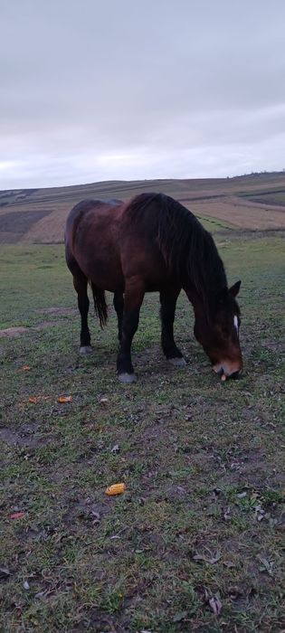 Vând mânză de doi ani jumate