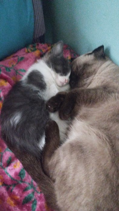 Кошки,животные бесплатно