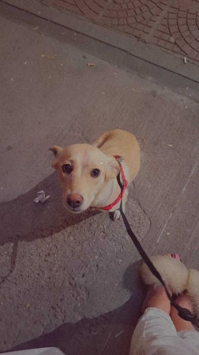 Подарявам сладко куче