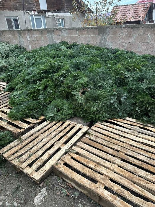 Coronițe brad – producție zilnică – prețuri en-gros