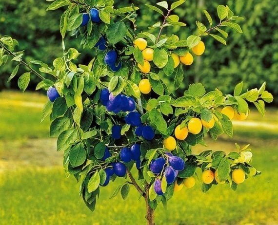 Pomi Fructiferi Duo ( PRUN )