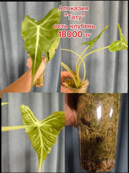 Продам алоказию " Тату"