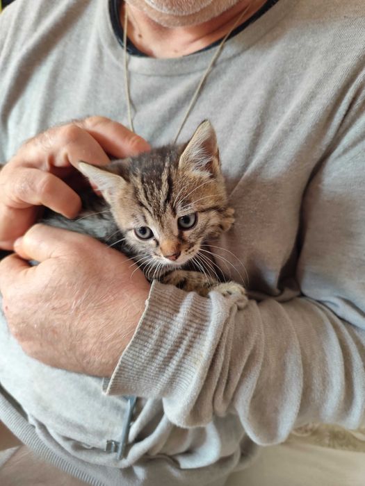 Подарявам коте на 3 месеца